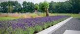 Lavendel
